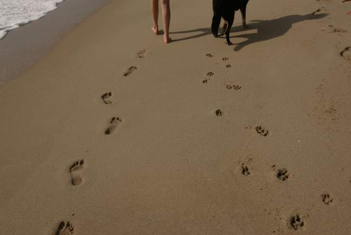 Pet Memoir & Pet Loss Healing